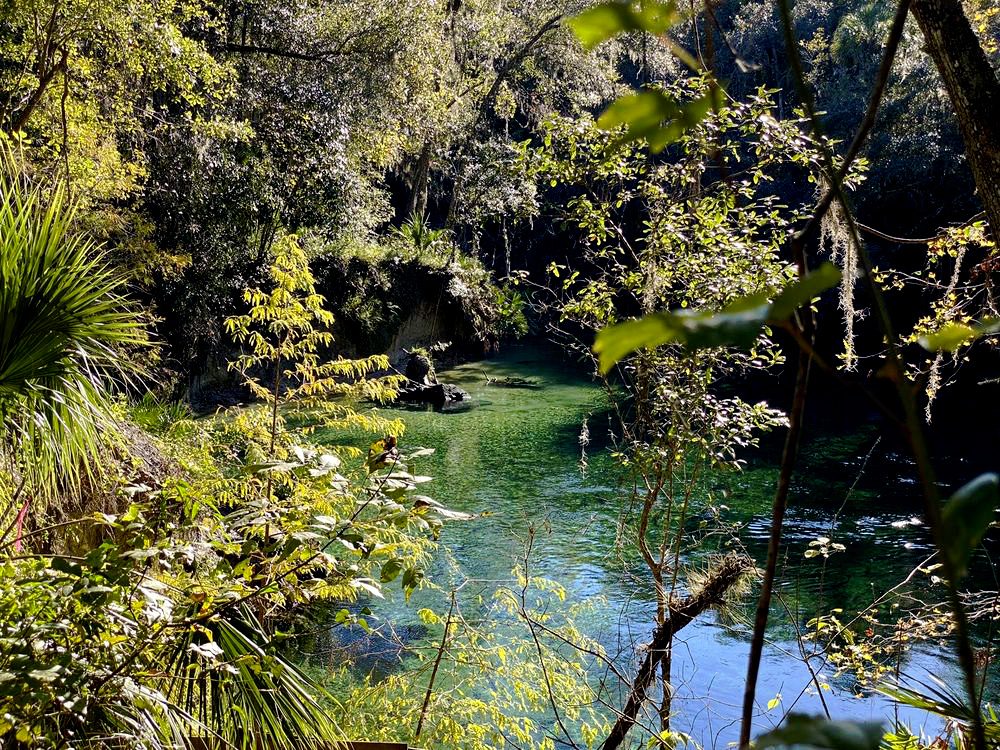 Top 5 Spots to See Wildlife 7 blue spring state park