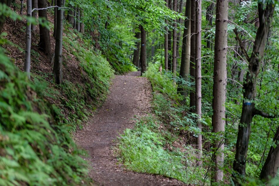 Best Trails for Hiking Enthusiasts